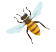h5-image-bee-min h5-image-bee-min